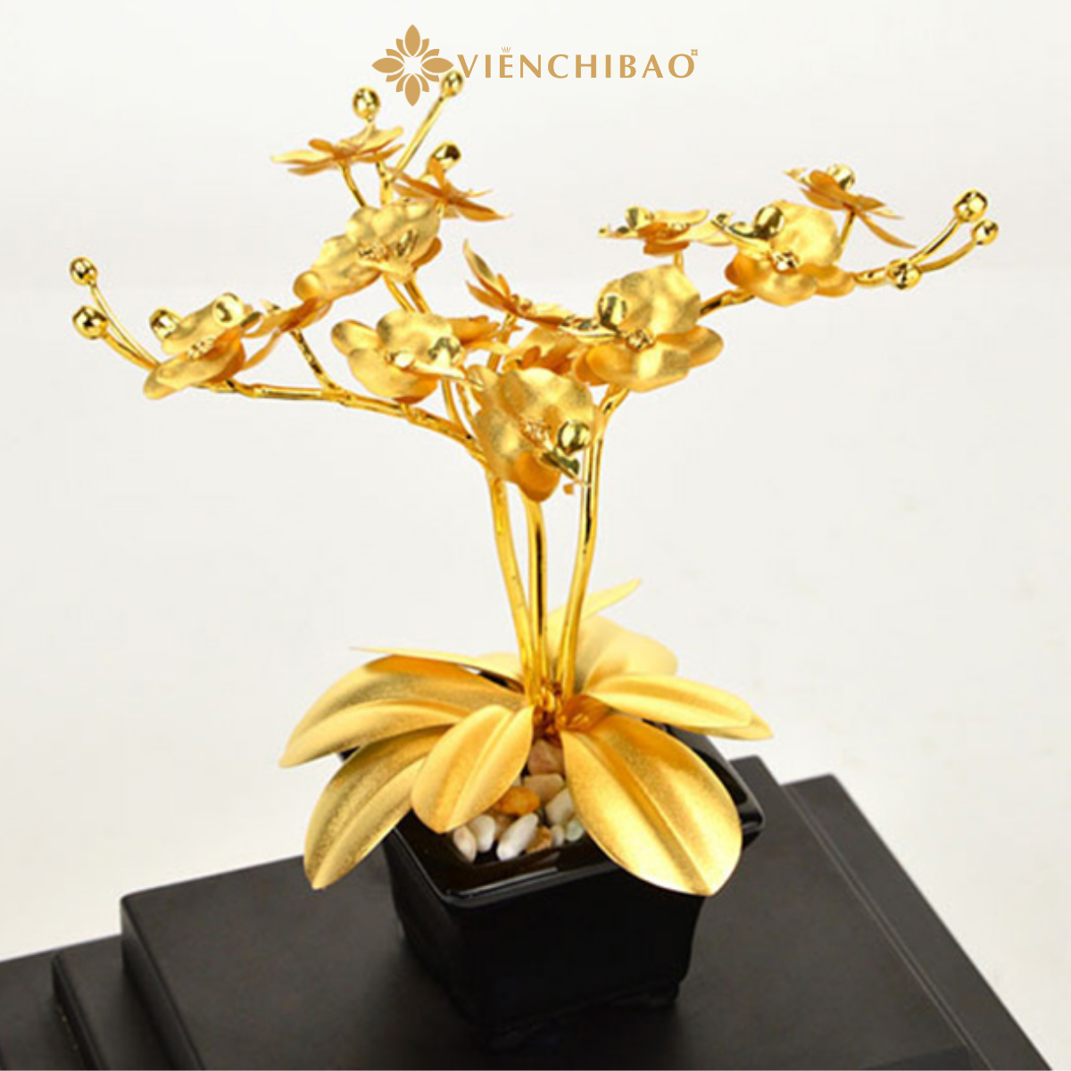 Chậu lan hồ điệp phong thủy