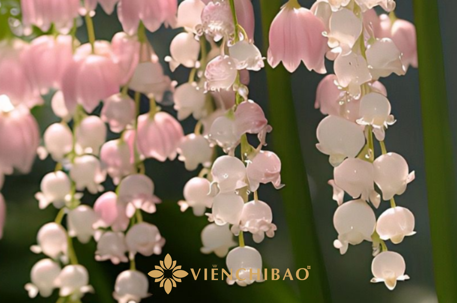 Bong-tai-hoa-linh-lan