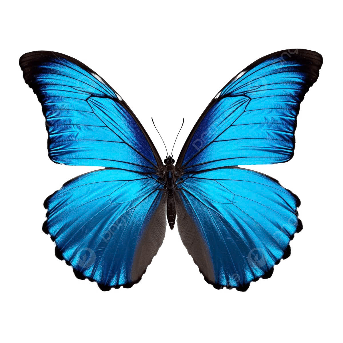 Dây chuyền hồ điệp phát sáng day-chuyen-ho-diep-phat-sang