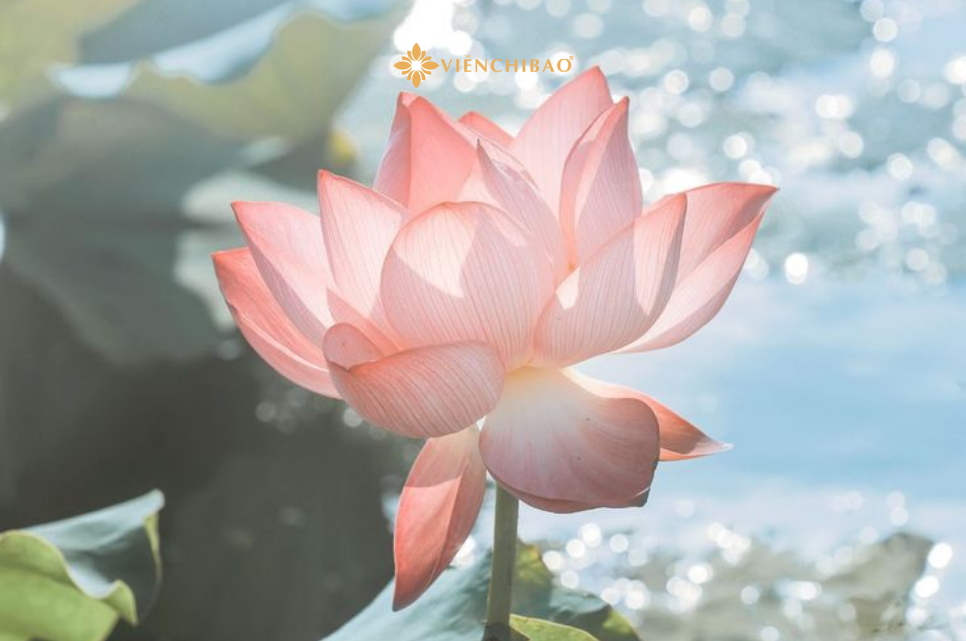 Dây chuyền đá mã não ánh trăng hồ sen (3)